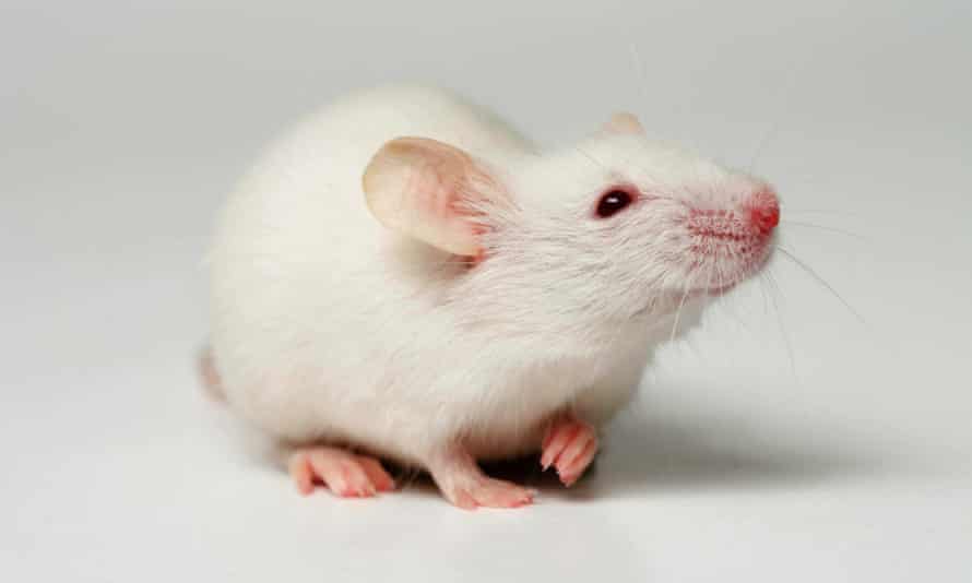 Ratón blanco