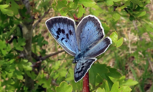 One of the 750 large blues that have emerged onto Rodborough Common in Gloucestershire
