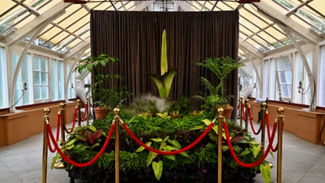 Let a thousand stinky blossoms bloom: how Australia became the world’s corpse flower destination | Environment Let a thousand stinky blossoms bloom: how Australia became the world’s corpse flower destination | Environment
