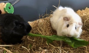 Helen's guinea pigs Sable and Snowdrop