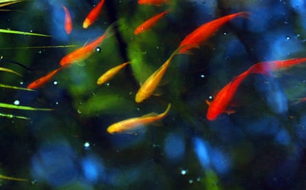 If you can’t fit a big-enough tank inside, consider keeping fish in a pond.