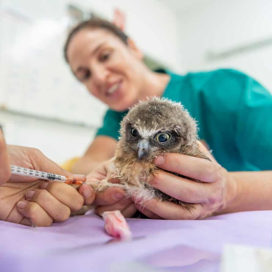 A Boobok owl chick (Ninox boobook) has blood drawn for analysis by veterinarian Fumie Tokanami, while veterinary nurse Mimi Dona assists her.