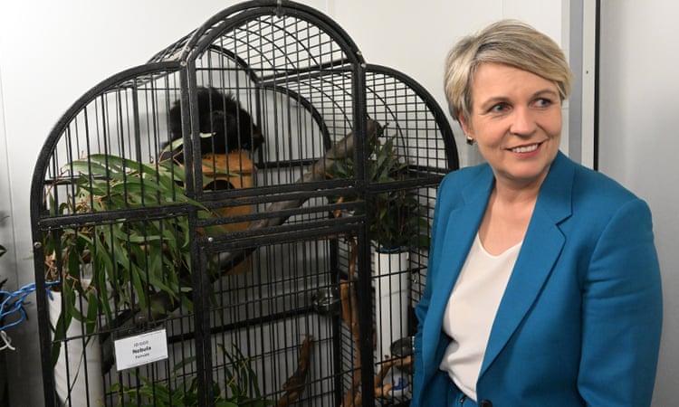 Environment summit taking place in Sydney while greater glider habitat is logged is ‘bullshit’, advocates say Environment minister Tanya Plibersek with a greater glider at the Australian National University in Canberra in July 2022. Photograph: Mick Tsikas/AAP