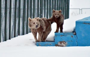A brown bear and its cub are seen searching for food after waking from hibernation, in the Sarıkamış district of Kars, Turkey