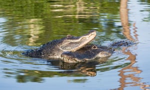 Alligator courtship