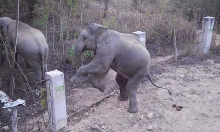 Elephants hopping over the fences to get to farmers’ fields