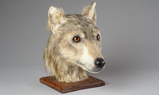 Cuween Hill neolithic dog reconstruction