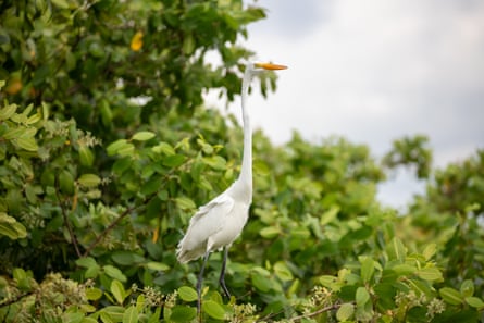 A bird in a leafy backdrop