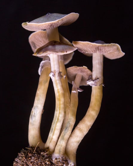 Psilocybe cubensis.