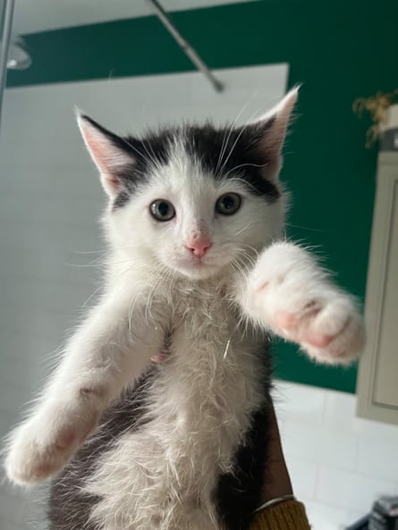 Another of the kittens