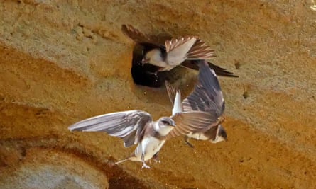 Country diary: A true end-of-the-pier show | Birds | The Guardian