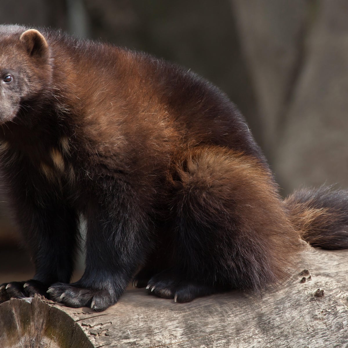 Heads in the sand': conservationists condemn US failure to protect  wolverines | Wildlife | The Guardian