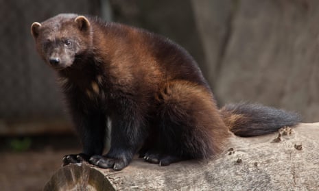 'Heads in the sand': conservationists condemn US failure to protect ...