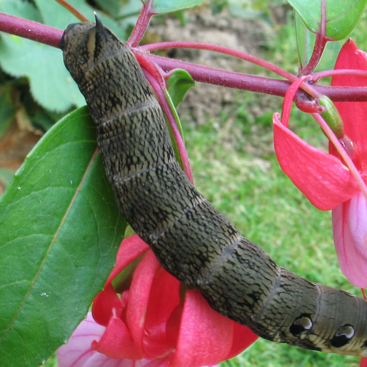 Elephants Needing A Room Hawkmoths On The March For A Pupal Pad Butterflies The Guardian