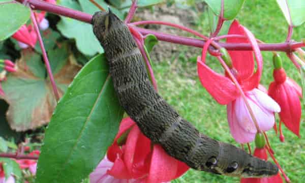 pupate