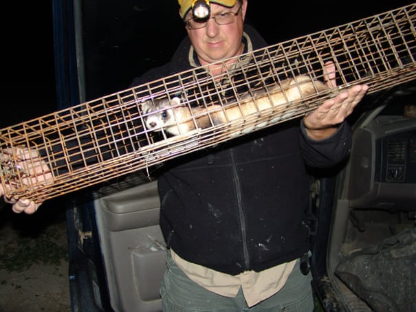 An invisible enemy: the battle to save black-footed ferrets from the plague 3264