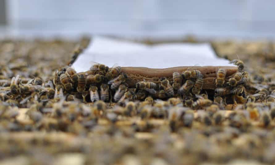An artificial feed for honeybees could help save the pollination of California's booming almond industry in a landscape lacking natural forage