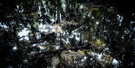 Exposed mangrove roots along the shoreline highlight the fragility of these vital ecosystems.