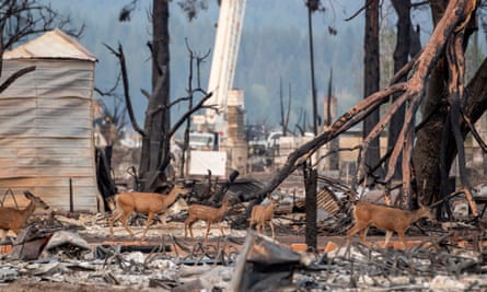 A family of deer wanders through burned rubble in Greenville, California, on Saturday.