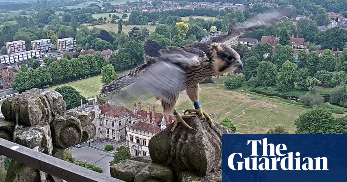 Wing and a preyer: Salisbury Cathedral’s star falcon flies nest to Guernsey