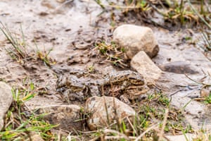 Um sapo macho tenta desalojar outro sapo fêmea enquanto acasalam perto da aldeia de Newcastleton nas colinas de Liddesdale, na Escócia