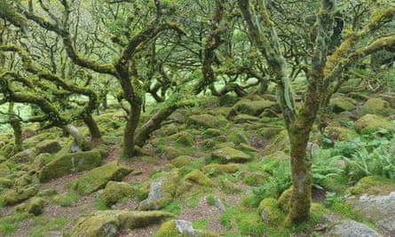 Trees and moss-covered rocks in woodland