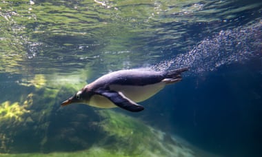 A gentoo penguin swimming in a zoo aquarium