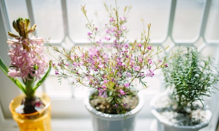 Plant in a white pot a window sill
