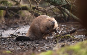 Um castor se dirige à água após uma soltura licenciada de castores na Reserva Natural Nacional Purbeck Heaths, em Dorset, Reino Unido.