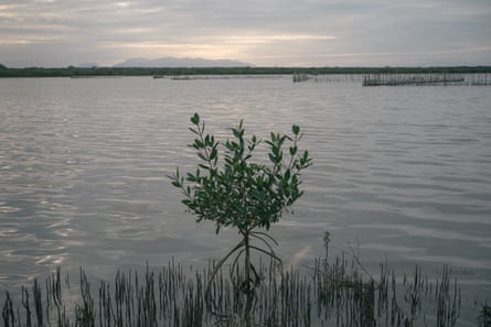 A young mangrove stands in a lagoon near empty “charangas”, traps for shrimps made out of wood and fishing nets in Saladeros Veracruz. Due to a decline of fish in the last years, many locals have migrated to work in maquilas in the northern states.