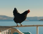 ‘Somehow you become the chicken’: inside the film about people-smuggling told through the eyes of a hen