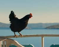 A dark hen with a red comb perches on a white railing with ocean in the background
