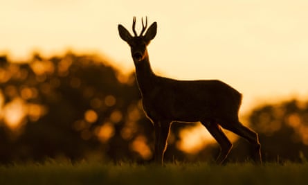 Western Roe Deer (Capreolus capreolus) buck, standing in field, silhouetted at sunset, Norfolk, England