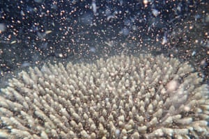 Corals fertilise billions of offspring by casting sperm and eggs into the Pacific Ocean off Cairns, Australia