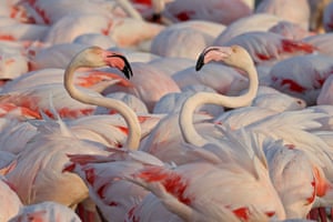 Uma extravagância de flamingos se reúne no santuário de vida selvagem Ras al-Khor em Dubai