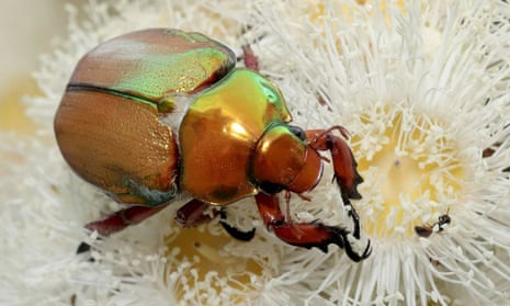 A Christmas beetle