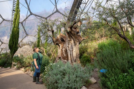 Kim Mackintosh looks at a gnarled ancient olive tree