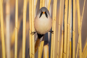 Um chapim-barbudo captura a fotografia em pleno brilho, empoleirado nos juncos do Lago Mogan, na Turquia. A área é uma importante área úmida e de lazer, além de ser um dos habitats naturais mais importantes do país em termos de flora e fauna.