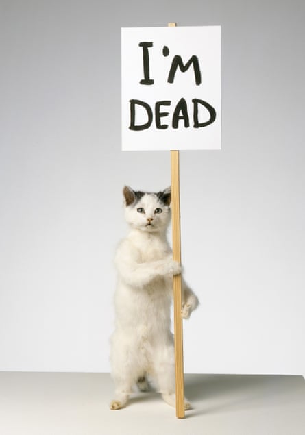I'm Dead by David Shrigley A stuffed cat holds a signpost that reads 'I'm Dead'