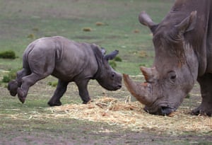 A white rhino calf runs past its mother in a cage at the Taronga Western Plains zoo.