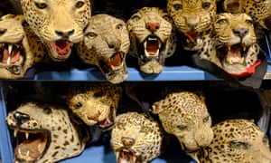Synthesis Essay Topics House Of Horrors Inside The Us Wildlife Repository Photo Essay Term Paper Essay also Cause And Effect Essay Topics For High School House Of Horrors Inside The Us Wildlife Repository Photo Essay Health Essay Sample