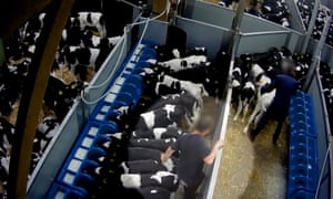 Undercover footage appears to show a worker jumping up and down on a calf.