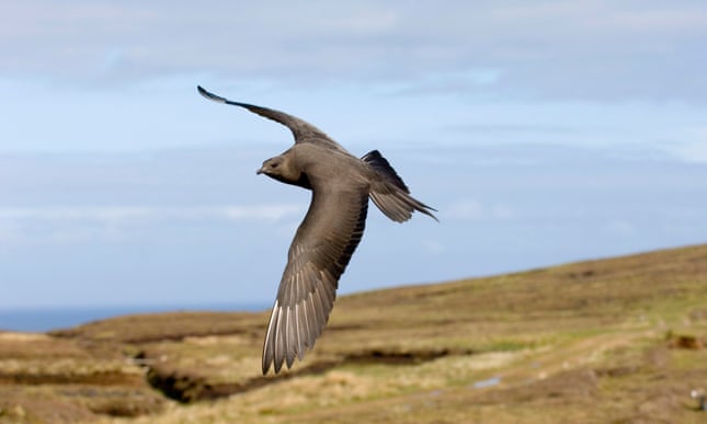 British birds’ long-distance feats and longevity are revealed British birds’ long-distance feats and longevity are revealed