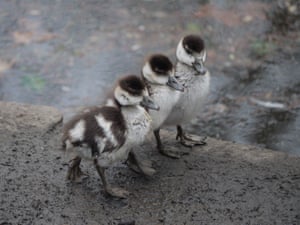 London, UKEgyptian goslings walk in a row at a park in Peckham Rye