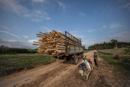 A truck loaded with acacia leaves the plantation in Phú Lộc.