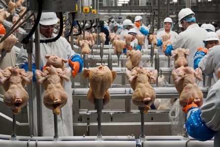 American poultry workers process about 9.3 billion chickens each year.