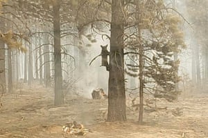 Um filhote de urso se agarra a uma árvore após ser avistado por um oficial de segurança no incêndio Bootleg no sul do Oregon, EUA. À medida que mais bombeiros se moviam para a área, o filhote desceu correndo pelo tronco da árvore e saiu depois de receber oferta de água. O incêndio do Bootleg se expandiu para cobrir 364.000 acres (564 milhas quadradas)