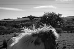 A wild pony near Caernarfon, north Wales. In this area, many people spoke of helping forge international links for Wales as it continues to find its path after devolution