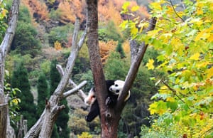 A giant panda at Wolong National Nature Reserve, in China's south-west Sichuan province.