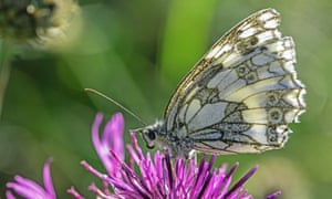 A marbled white in West Oxfordshire captured by Alison.